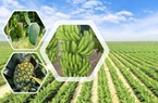 Thaco Agri lỗ hơn 860 tỷ đồng trong năm 2022, tài sản đạt gần 40.000 tỷ đồng