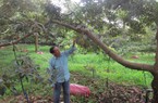 Quỹ Hỗ trợ nông dân rót vốn cho nông dân Bà Rịa-Vũng Tàu trồng sầu riêng, nuôi lươn không bùn