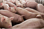 Giá lợn liên tục giảm, miền Bắc chịu ảnh hưởng vì lợn nhập tiểu ngạch giá rẻ?