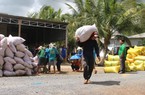 Nước xuất khẩu gạo lớn nhất thế giới ban hành lệnh cấm, doanh nhân kỳ vọng giá gạo Việt lập đỉnh mới