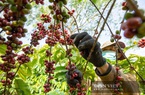 Giá cà phê hôm nay 23/7: Nguồn cung bị đe dọa, giá cà phê còn "nóng" đến đâu?