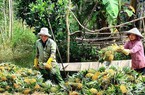 Đây là thứ quả ngon đang mang tiền tỷ về cho nông dân Tiền Giang, bẻ trái đến đâu thương lái khuân đi hết