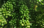 Giá cà phê hôm nay 25/7: Giá cà phê trong nước thẳng tiến gần tới mốc 68.000 đồng/kg