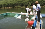 Quảng Ngãi đồng ý cho nuôi cá tại 10 hồ chứa ở 8 huyện, thị