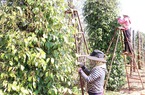 Thương nhân Trung Quốc tăng tốc thu gom, giá một loại hạt của Việt Nam tăng mạnh từ đầu năm tới nay