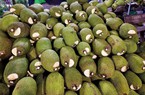 Giá mít hôm nay 27/7: Giá mít Tiền Giang 29.000 đồng/kg, bón vôi cho cây mít Thái có tác dụng gì?