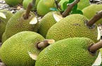 Giá mít hôm nay 28/7: Giá mít Thái Tiền Giang vượt mốc 30.000 đồng/kg, tăng mạnh nhất là ở đâu?