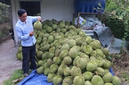 7 loại trái cây ngon của Tiền Giang đang xuất khẩu chính ngạch sang Trung Quốc, đó là những loại quả gì?