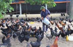 Hà Nội: Chàng trai 8X kể chuyện nuôi giống gà quý, thu tiền tỷ mỗi năm