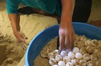 Bà đỡ mát tay của rùa biển