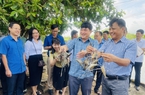 Tôm nuôi ao đất ở một huyện của Gia Lai là giống tôm gì mà bắt lên con to bự, bán đắt hàng?