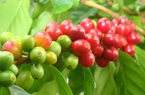 Giá cà phê 31/7: Hai sàn thế giới tuột dốc đỏ rực, giá cà phê trong nước "lình xình" đi ngang