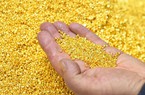 Giá vàng hôm nay 31/7: Vàng giảm nhẹ trong phiên giao dịch đầu tuần