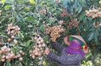 Vùng Đông Trường Sơn xuất hiện những vườn na hoàng hậu, nhãn sai lúc lỉu, huyện đầu tư cả đường ô tô