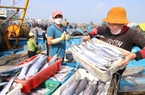 Gỡ thẻ vàng IUU, phải chấm dứt ngay tình trạng tàu cá vi phạm vùng biển nước ngoài