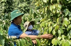 Doanh nhân Trung Quốc đột ngột giảm mua vào, giá một loại hạt của Việt Nam giảm mạnh