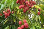 Xu hướng thị trường và kênh phân phối đối với trái vải tươi vào châu Âu