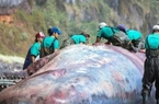 Mổ xác cá nhà táng dạt vào bãi biển, phát hiện "kho báu" giá 13 tỷ đồng