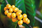 Thị trường chờ đợi, nghe ngóng, giá cà phê trong nước quay đầu giảm  