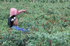 Ớt chín đỏ ruộng, giá cao 30.000-40.000 đồng/kg, nông dân Lạng Sơn vui như tết