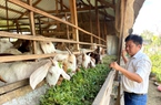 Nuôi dê nhốt chuồng theo mô hình Tổ hợp tác, nông dân một xã của An Giang nhà nào cũng khá giả hẳn lên