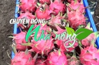 Chuyển động Nhà nông 6/7: Thanh long Sơn La vươn ra thị trường thế giới