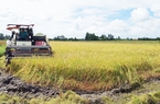 Vì sao chợ gạo quy mô 21ha ở miền Tây sẽ không được xây dựng?