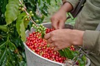 Giá cà phê suy yếu do áp lực bán hàng vụ mới
