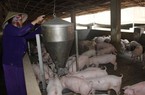 Người nuôi heo ở Đồng Nai thoát lỗ khi giá heo hơi liên tục tăng, dự báo còn tăng nữa?