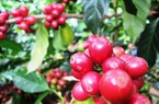 Robusta tiếp tục giảm, cà phê nội mất thêm 100 đồng/kg, giá cao nhất còn 65.000 đồng/kg
