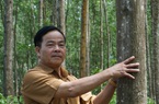 Lãnh đạo Thừa Thiên Huế yêu cầu ưu tiên nguồn kinh phí phát triển trồng rừng gỗ lớn 