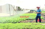 Trồng "lung tung" đủ thứ rau, có 3 sào đất, một nông dân Bình Phước ngày nào cũng thu vào 1,7 triệu
