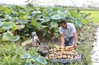 Thứ củ hầm với xương lợn, nấu canh hoặc ăn sống, bồi bổ cơ thể nông dân ở đây thu hoạch lãi bộn tiền