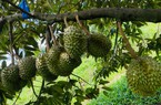 Giá sầu riêng 10/8: Giá sầu riêng "quyết" không giảm, thương lái chốt giá sầu riêng non cao kỷ lục
