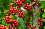Giá cà phê 11/8: Giá cà phê đang trở lại xu hướng tiêu cực