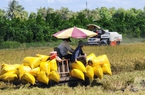 Việt Nam bán gần 2 triệu tấn gạo cho Philippines với mức giá rẻ bất ngờ