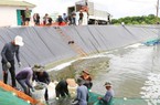 Xuống ao lót bạt ở một nơi của Quảng Ninh kéo tôm nuôi nặng cả lưới, tôm tươi nhảy rô rố