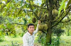 Y sỹ đa khoa ở Lâm Đồng bỏ việc về trồng sầu riêng Thái kiểu gì mà lãi tiền tỷ, trả lương cao?