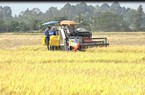 Giá gạo xuất khẩu Thái Lan, Việt Nam tăng mạnh; chỉ 1 tuần giá lúa đã tăng 1.000 đồng/kg