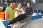 Cá ngừ đại dương "cực phẩm" Bình Định bảo quản cách nào mà tươi roi rói, "chuẩn không cần chỉnh"?
