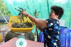 Tôm sú toàn con to bự thế này mà bán có 150.000 đồng/kg, nông dân một xã ở Kiên Giang vẫn phải cân