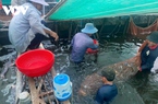 Giá tôm thẻ nuôi công nghệ cao giá cao, ngư dân phấn khởi