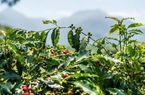 Giá cà phê 14/8: Được hỗ trợ bởi điều này, giá cà phê Robusta còn diễn biến bất ngờ