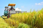 Cập nhật giá gạo mới nhất ngày 14/8: Giá lúa neo cao, giá gạo giảm 200 đồng/kg