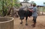 Dân xã này ở Nghệ An nuôi những con trâu dũng mãnh, bán một con bỏ túi hơn 100 triệu đồng