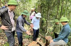 Sốt ruột vì thông tin phá rừng ở huyện Như Xuân, Phó Chủ tịch UBND tỉnh Thanh Hóa trực tiếp vào rừng kiểm tra