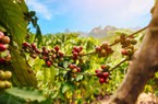 Giá cà phê 2/8: Mối lo này đẩy giá cà phê Robusta tiếp tục tăng vọt