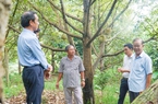 Tỷ phú sầu riêng ở Đồng Nai, vô vườn nhìn đâu cũng thấy trái, nhiều người đến xem