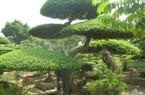 Một làng cổ ở Nam Định dân trồng cây cảnh đẹp như phim, nhiều nhà đang giàu lên trông thấy