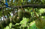 Bầu Đức khoe vườn sầu riêng 1.200 ha siêu lợi nhuận